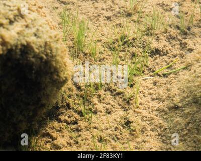 Nadelspikerush Wasserpflanze wächst auf schlammigem Kies Stockfoto