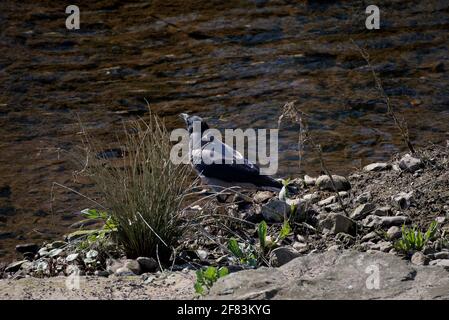 Eine schwarze Krähe mit Kapuze an einem Ufer mit Kieselsteinen und Gras Stockfoto