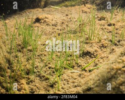 Nadelspikerush Wasserpflanze wächst auf schlammigem Kies Stockfoto