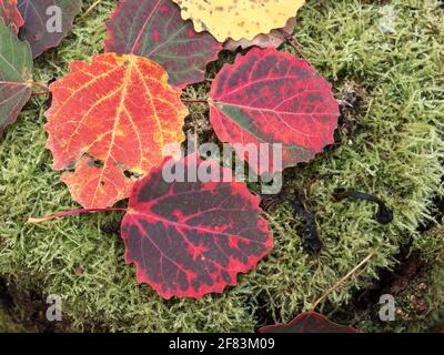 Bunte Espenblätter im Herbst Stockfoto