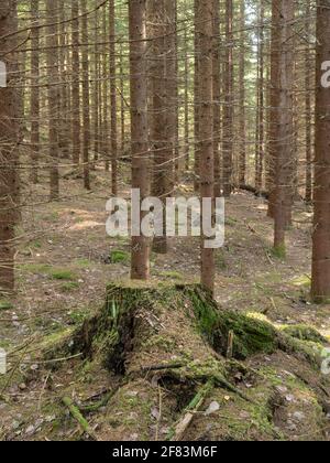 Alte dicke Baumstumpf im jungen Wald von gepflanzt links Fichten Stockfoto