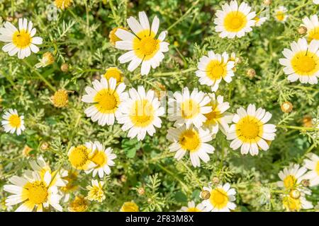 Feld der wilden weißen mediterranen Gänseblümchen (Argyranthemum frutescens) An einem sonnigen Morgen mit Insekten Stockfoto