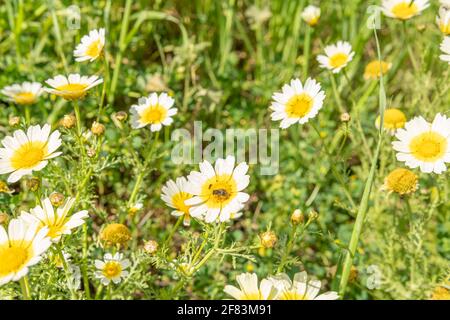 Feld der wilden weißen mediterranen Gänseblümchen (Argyranthemum frutescens) An einem sonnigen Morgen mit Insekten Stockfoto