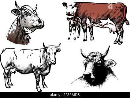 Kuh-Vektor-Illustrationen auf Weiß Stock Vektor