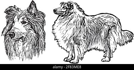 collie Vektorgrafik auf weiß Stock Vektor