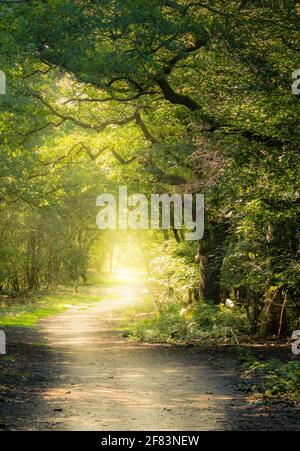 LONDON, GROSSBRITANNIEN - 27. Sep 2020: Ein Pfad im Epping Forest verschwindet in einer mystischen Welt Stockfoto