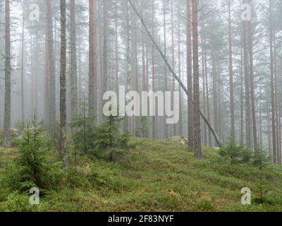 Nebliger Kiefernwald im Herbst Stockfoto
