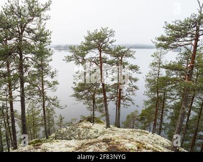 Verkümmerte Kiefern, die auf felsigen Klippen am See wachsen Stockfoto