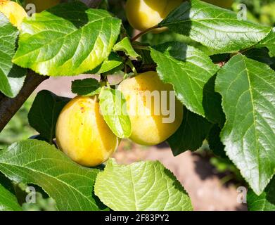 Pflaumenbaum mit reifer Pflaumenfrucht. Äste mit saftigen Früchten bei Sonnenuntergang. Nahaufnahme der Pflaumen, die auf dem Ast reif sind. Organische Pflaumen in einem Obstgarten. Pl Stockfoto