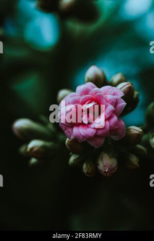 Eine Nahaufnahme von schönen rosa floribunda Blumen in einem Garten Stockfoto