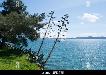 Agave Plants, Agave americana, am Ende seines Lebens, wenn die Pflanze mit hohen verzweigten Stielen mit Blumen am Rande der Küste blüht Stockfoto