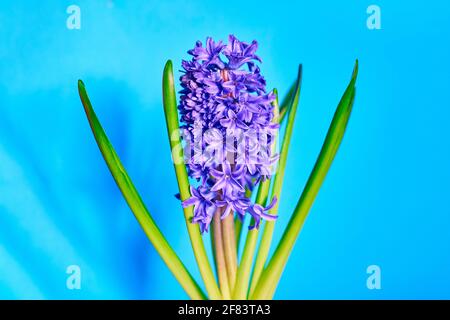 Violette Blüten Hyazinthe auf blauem Hintergrund Stockfoto