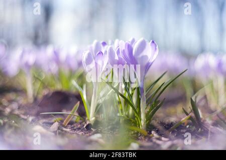 Schöne Krokus im Park. Frühlingsblumen. Viele lila Krokus Blüten im Frühjahr Stockfoto