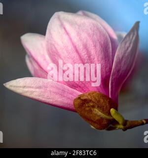 Magnolienbaum blüht im Frühling. Stockfoto
