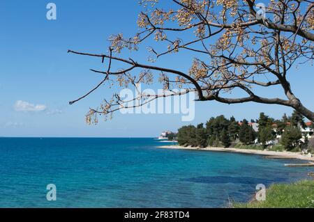 Zweige von Baum Melia azedarach bekannt als Chinaberry Baum und Herrliche Aussicht auf die Adriaküste und die Strände in Zadar Stockfoto