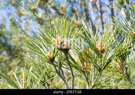 Junge Zweige der aleppo-Kiefer, Pinus halepensis, mit Knospen und nadelartigen Blättern, im Frühling, in Kroatien, Dalmatien Stockfoto