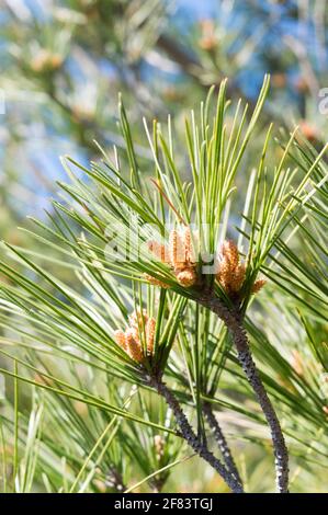 Junge Zweige der aleppo-Kiefer, Pinus halepensis, mit Knospen und nadelartigen Blättern, im Frühling, in Kroatien, Dalmatien Stockfoto