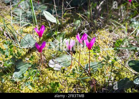 Cyclamen purpurascens, Alpenveilchen, europäische oder violette Cyclamen im Wald, die im Frühling in Kroatien auf dem Moos wachsen Stockfoto