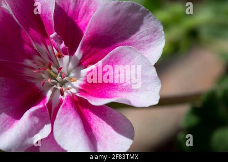 Nahaufnahme von rosa Geranienblüten, höchstwahrscheinlich Pelargonium zonale Stockfoto