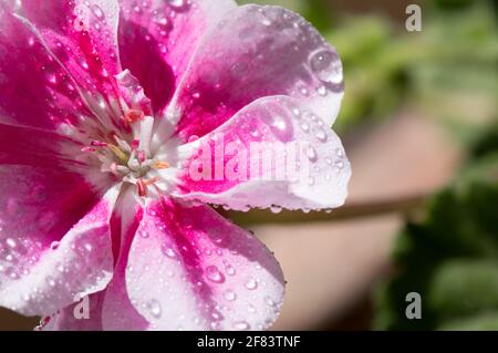 Nahaufnahme von rosa Geranie Blumen mit Wassertropfen, wahrscheinlich Pelargonium zonale Stockfoto