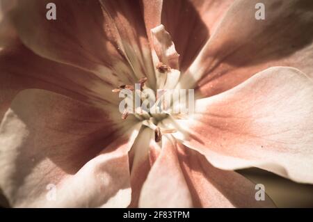 Nahaufnahme der Pelargoniumblume, höchstwahrscheinlich Pelargonium zonale, gealterter Fotoeffekt Stockfoto