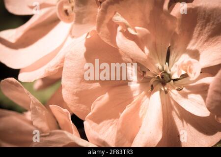 Nahaufnahme der Pelargoniumblume, höchstwahrscheinlich Pelargonium zonale, Vintage, gealterter Fotoeffekt Stockfoto