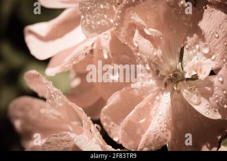 Nahaufnahme von Geranie Blumen mit Wassertropfen, höchstwahrscheinlich Pelargonium zonale, gealterter Fotoeffekt Stockfoto