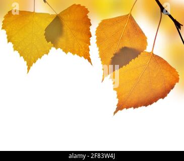 Colorful autumn leaves of birch on white background. Stockfoto