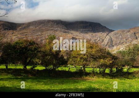 Berge und Weißdornbäume auf der Halbinsel Beara auf der Wild Atlantic Way in West Cork in Irland Stockfoto