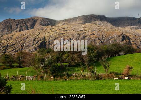 Berge und Weißdornbäume auf der Halbinsel Beara auf der Wild Atlantic Way in West Cork in Irland Stockfoto