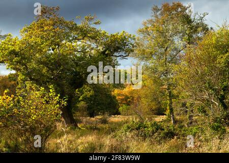 Glengarriff Naturschutzgebiet und Wald auf der Beara Halbinsel Der Wild Atlantic Way in West Cork in Irland Stockfoto