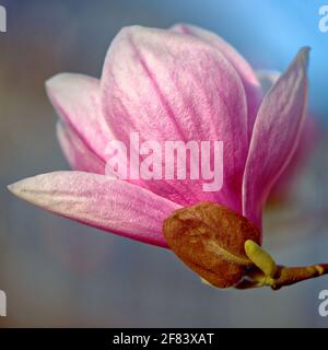 Magnolienbaum blüht im Frühling. Stockfoto