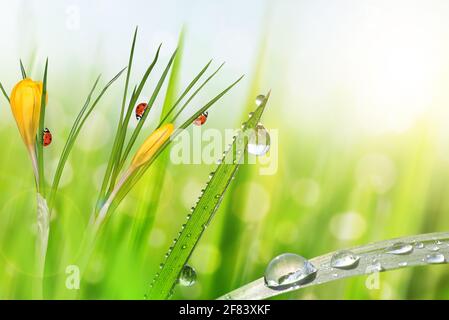 Frühlingsblumen aus gelben Krokus und grünem Gras mit Tau-Tropfen auf der Wiese. Stockfoto