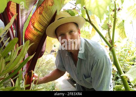 Tom Hart Dyke kümmert sich in den Gärten um seine Pflanzen Von Lullingstone Castle in Eynsford, Kent, Großbritannien Stockfoto