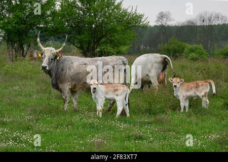 Ein Paar Kühe und Kälber auf der Wiese Stockfoto