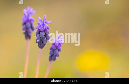Drei (3) gemeinsame Traubenhyazinthe oder Stärke Traubenhyazinthe (Muscari vernachlässectum) Stockfoto