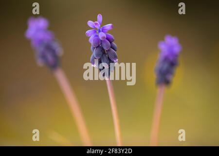 Drei (3) gemeinsame Traubenhyazinthe oder Stärke Traubenhyazinthe (Muscari vernachlässectum) Stockfoto