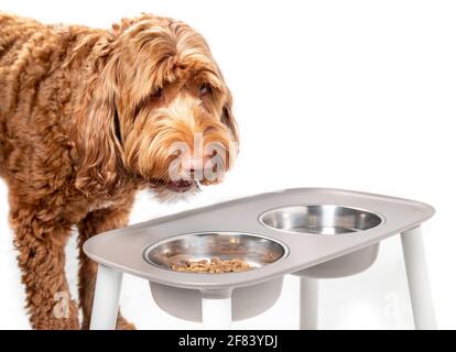 Labradoodle-Hund, der von einer Futterstation isst. Große orange flauschige Hündin mit Kopf über Futterschale gefüllt mit Kibbles. Der Mund ist beim Kauen geöffnet Stockfoto