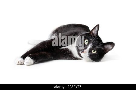 Smoking-Katze, die ausgestreckt liegt und auf die Kamera schaut, Vorderansicht. Große schwarz-weiße männliche Katze in entspannter und exponierter Pose. Isoliert auf Weiß. Stockfoto