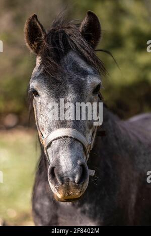 Graues „Danpfle Horse“-Porträt Vorne. Porträt eines schönen dunkelgrauen Pferdes sieht in der Kamera auf natürlichem grünen Sommerhintergrund, Kopf Nahaufnahme Stockfoto