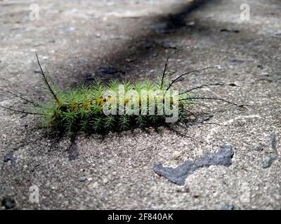 salvador, bahia / brasilien - 24. november 2020: Insektenbrand Raupe ist in einem Garten in der Stadt Salvador zu sehen. Stockfoto
