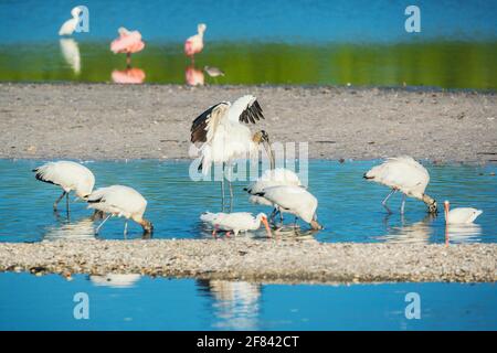 Angeln mit Holzstorch (Mycteria Americana) und Roseate Spoonbills (Platalea Ajaja), Sanibel Island, J.N. Ding Darling National Wildlife Refuge, Florida, Stockfoto