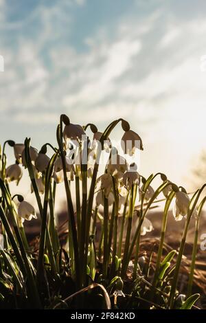 Leucojum vernum genannt Frühling Schneeflocke.erste Frühling weiße Blume mit grünen und gelben Markierungen.schöne blühende Blumen bei Sonnenuntergang verschwommener Hintergrund. Stockfoto