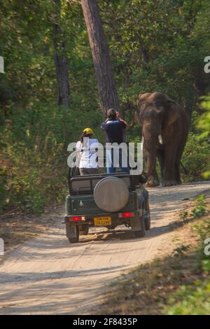 Touristen fotografieren Wildelefanten von einer offenen Safari Fahrzeug in Corbett National Park (Indien) Stockfoto