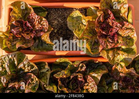 Luftaufnahme von einigen violetten Salaten in Kunststofftöpfen im Stadtgarten auf der Terrasse des Hauses. Gesundes Lebensmittelkonzept Stockfoto