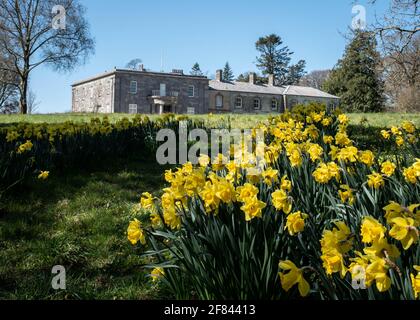 Blick auf Arlington Court, ein National Trust Grundstück, in North Devon mit Spring Daffodils - April 2021 Stockfoto