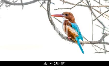 Weißkehlenfischer thronte in der Nähe eines Wasserkörpers und beobachtete seine Beute im Wasser darunter. Stockfoto