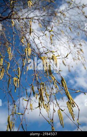 London, England, Großbritannien. Hackney. Silberne Birkenkätzchen. Stockfoto