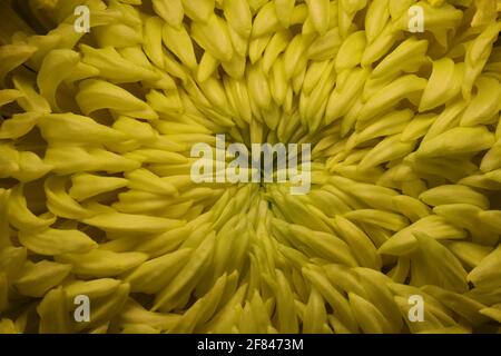 Nahtnashnaehn a Dahlienblüte Stockfoto