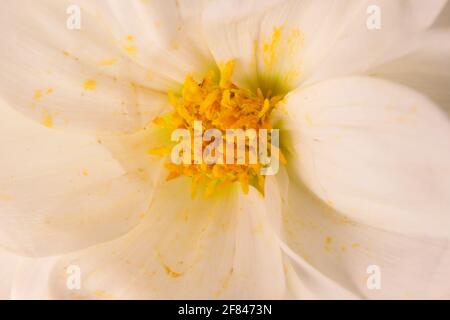 Nahtnashnaehn a Dahlienblüte Stockfoto